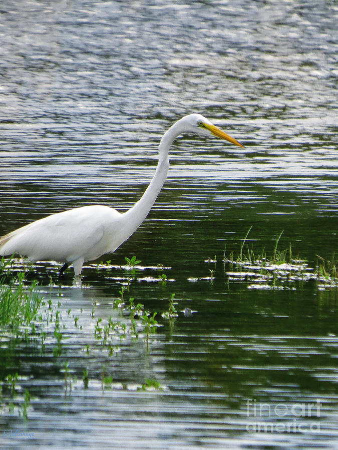 Egret Reflecting On Water Photograph by Ella Kaye Dickey