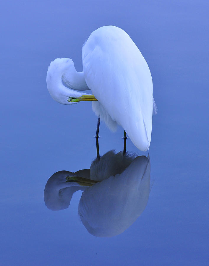 Egret Photograph - Egret Reflection by Forwen DelaRosa