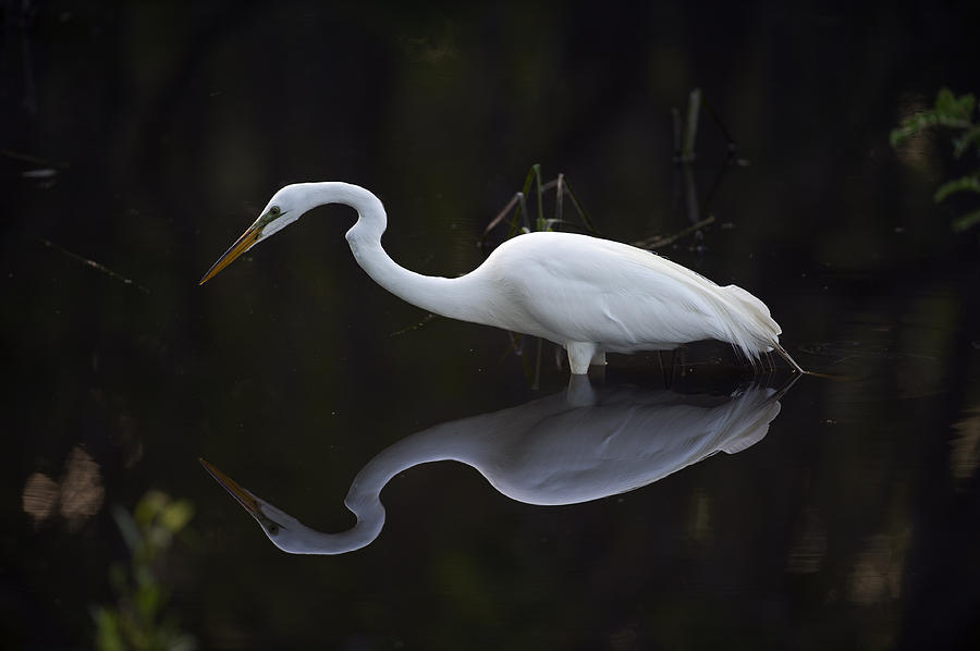 Egret reflection Photograph by Gary Langley