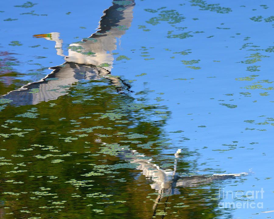 Egret Reflections Photograph by John Greco