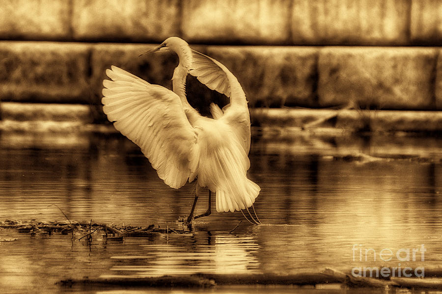 Egret-Sepia Photograph by Douglas Barnard