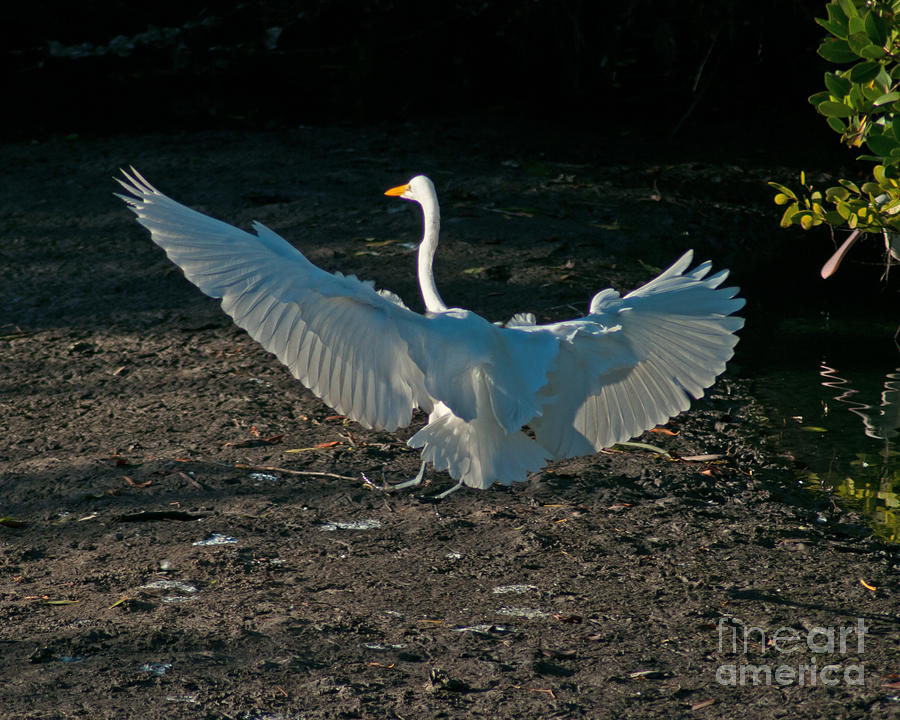 Egret Showing Off Photograph by Stephen Whalen
