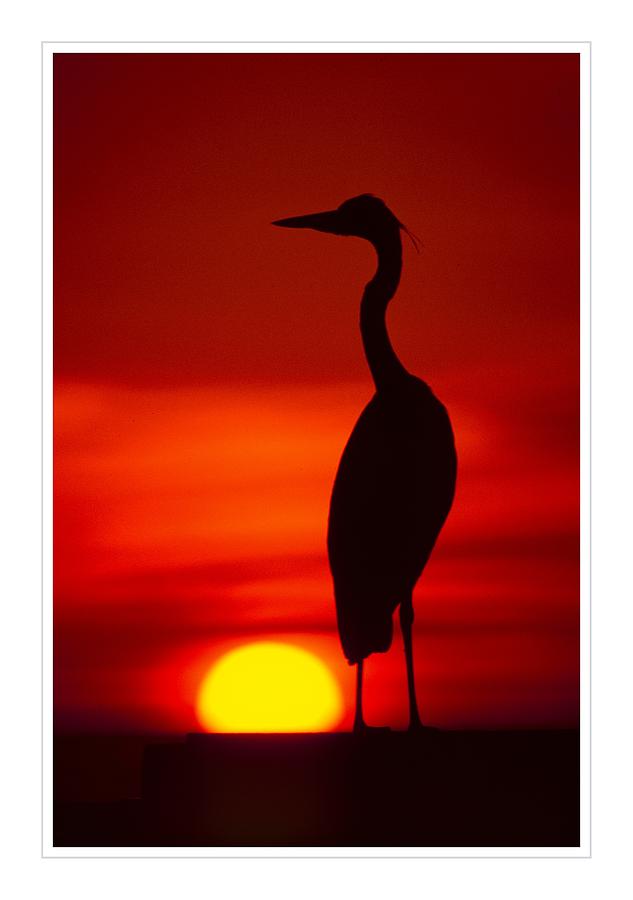 Egret Silhouette ver. - 2 Photograph by Larry Mulvehill