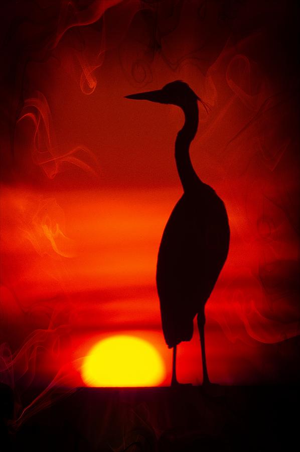 Egret Silhoutte ver. - 1 Photograph by Larry Mulvehill
