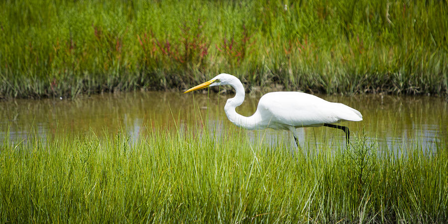 Egret Stalking Fish Photograph by Crystal Wightman