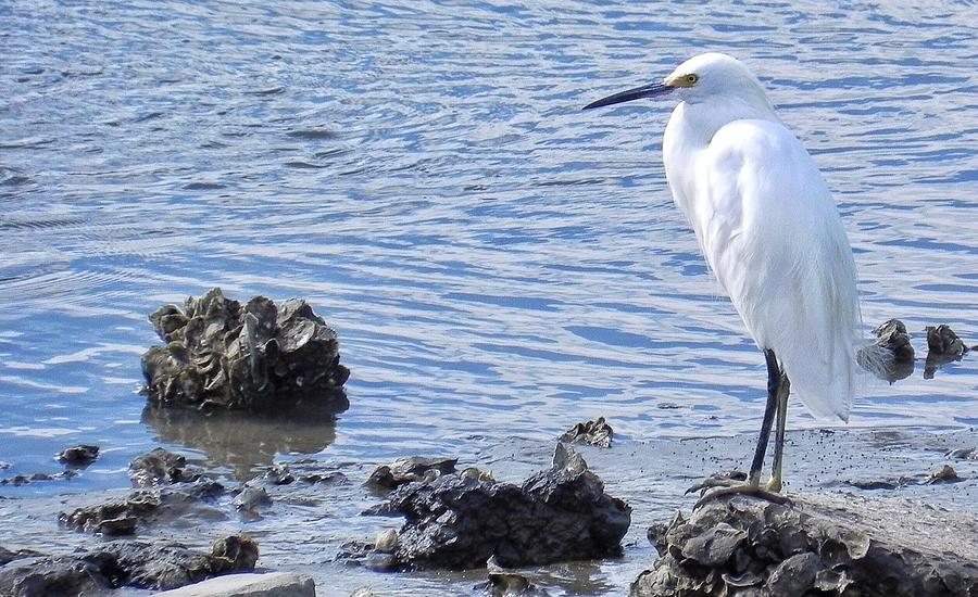 Egret Standing Perfectly Still Photograph by Patricia Greer