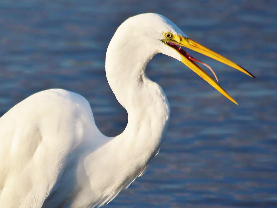 Egret Sticking Out His Tongue Photograph by Paulette Thomas - Pixels