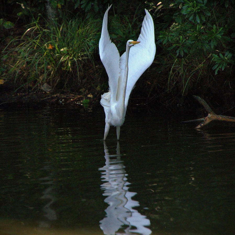 Egret Take Off Photograph by Charlotte Schafer