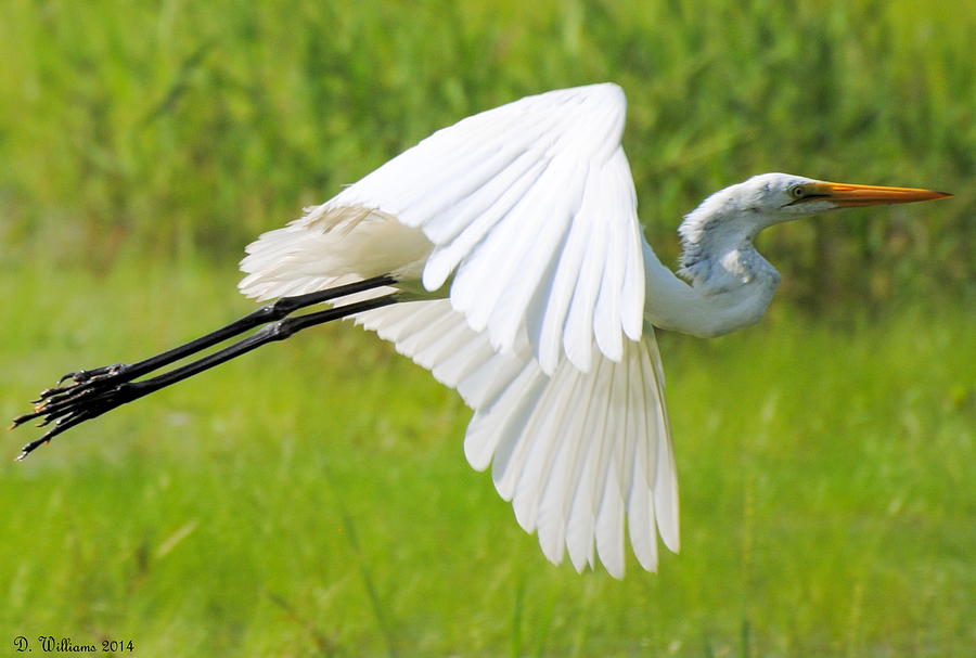 Egret takes flight Photograph by Dan Williams