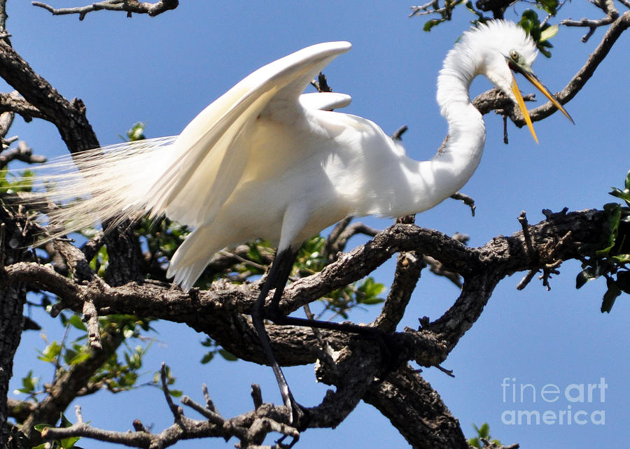 Egret Taking Flight Photograph by Lydia Holly