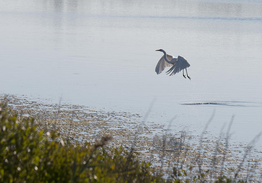 Egret Taking Off Photograph by Paul Ross