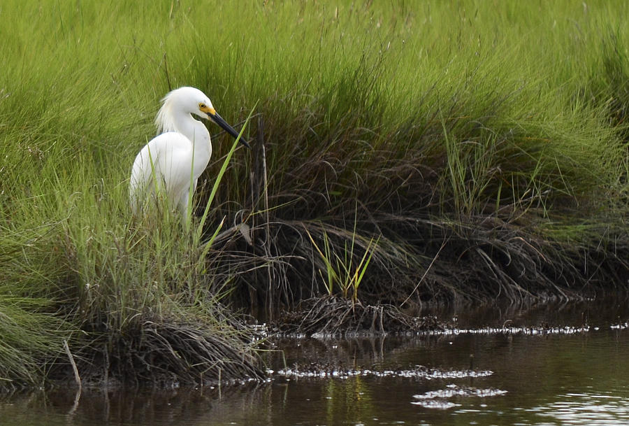Egret Photograph by Terry DeLuco