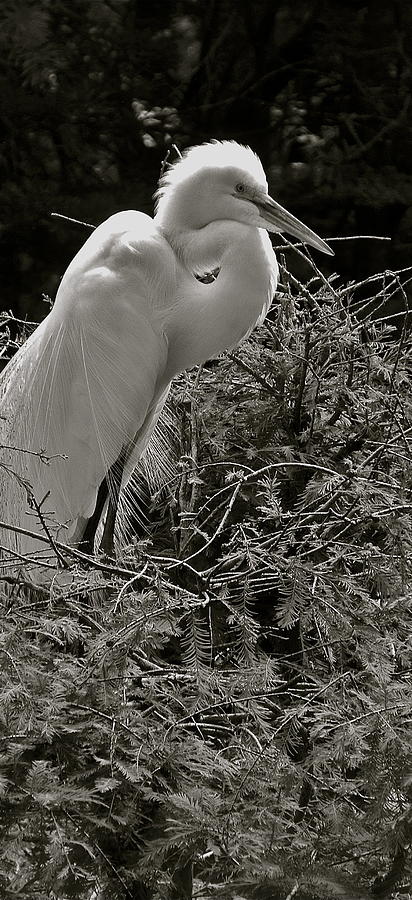 Egret up close by Phyllis Dunn Egret up close by Phyllis Dunn