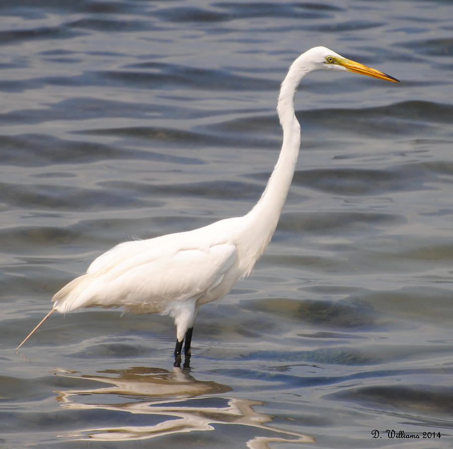 Egret wading and watching Photograph by Dan Williams