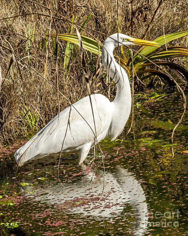 Egret Wading Photograph by Kate Brown