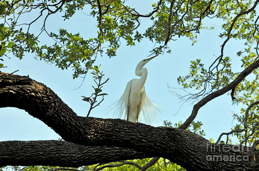 Egret Waiting For Mating  Photograph by Lydia Holly