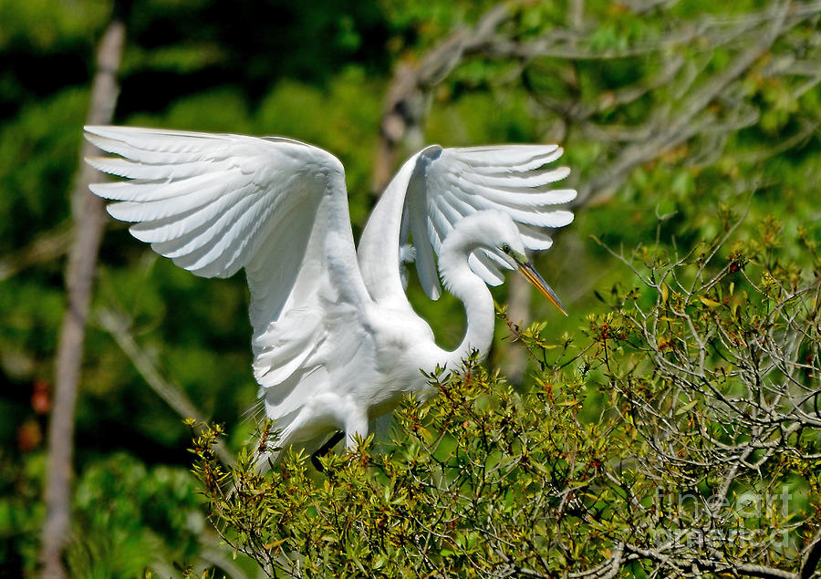 Egret Wings Photograph by Kathy Baccari
