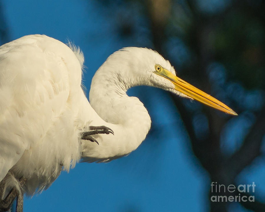 Egret with Claw Photograph by Stephen Whalen
