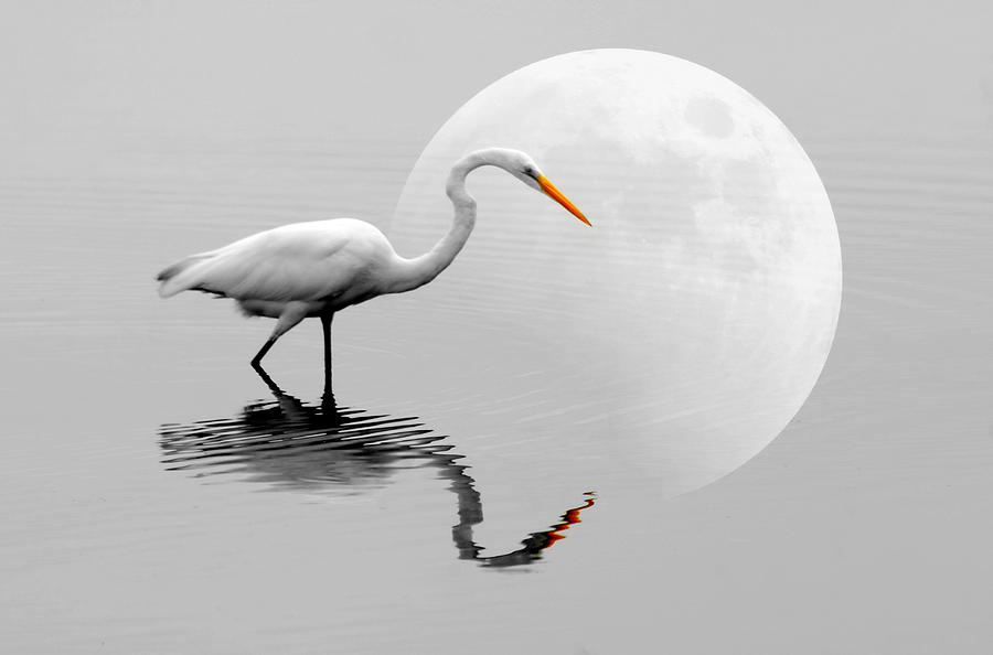 Egret With Moon  Photograph by Diana Angstadt
