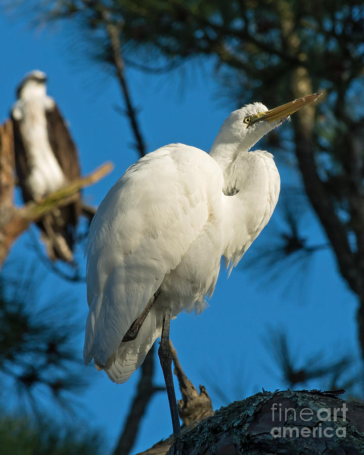 Egret with Osprey Photograph by Stephen Whalen