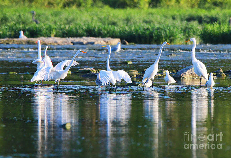 Egrets 7838 Photograph by Jack Schultz