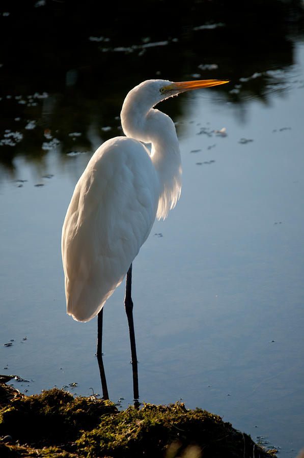 Egret Photograph - Egrets #9 by Wiley Walker