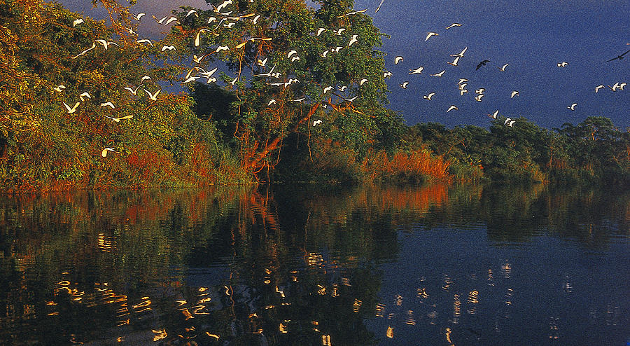Egrets And Herons In Mexico Photograph by J. Gerard Sidaner