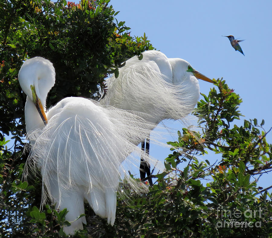 Egrets and the Hummingbird Photograph by Jennie Breeze