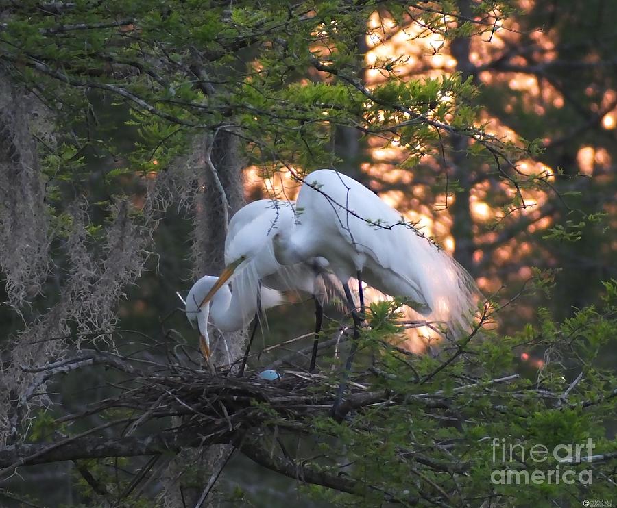 Egrets at nest Photograph by Lizi Beard-Ward