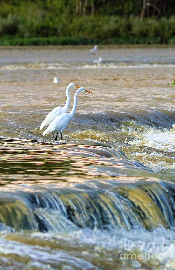 Egrets at Weirs Rapids 0014 Photograph by Jack Schultz