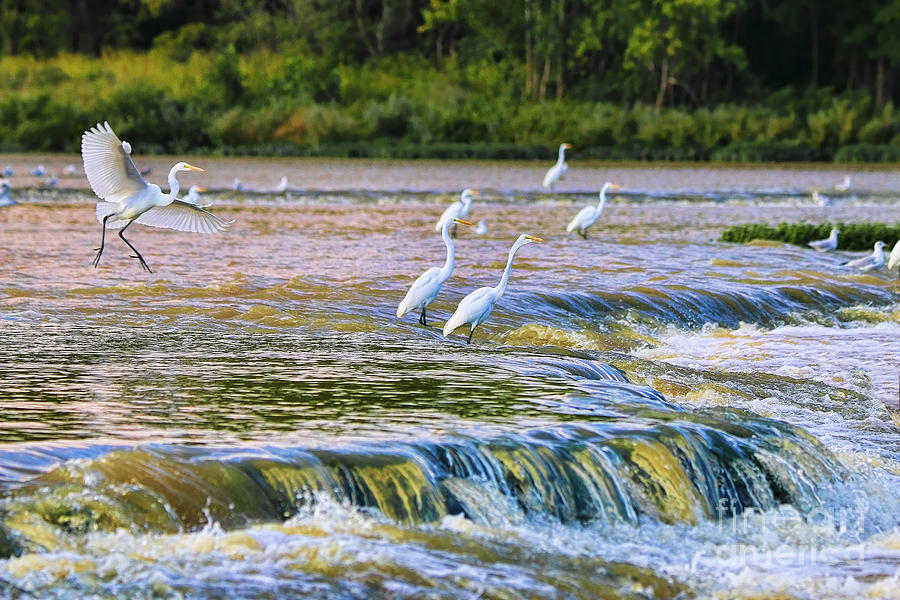 Egrets at Weirs Rapids 0033 Photograph by Jack Schultz