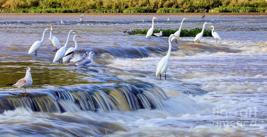 Egrets at Weirs Rapids 0048 Photograph by Jack Schultz