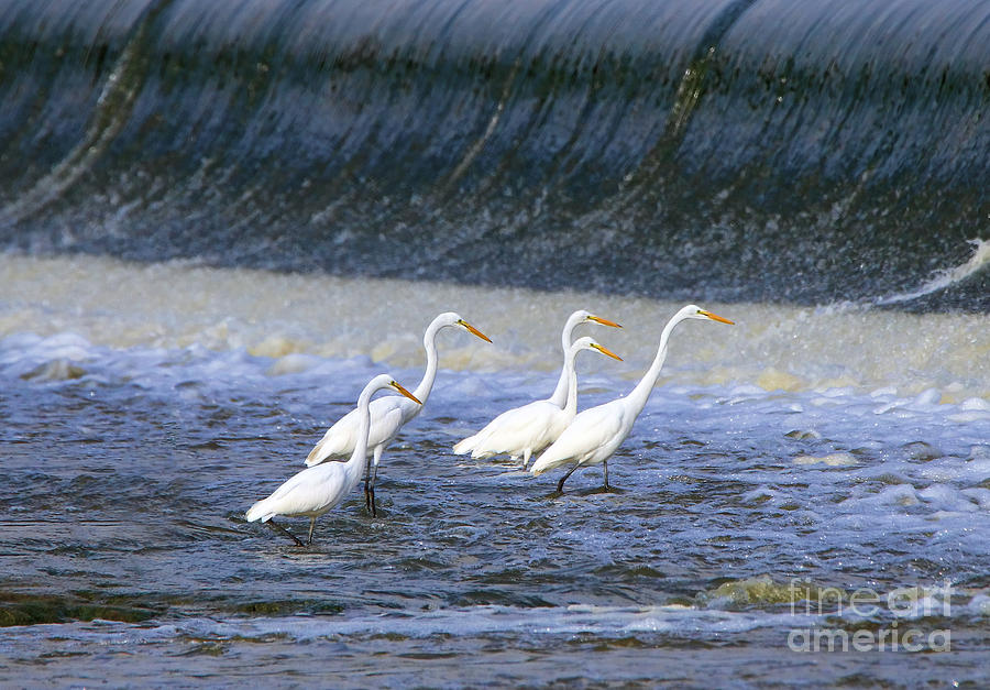 Egrets by Providence Dam 5243 Photograph by Jack Schultz