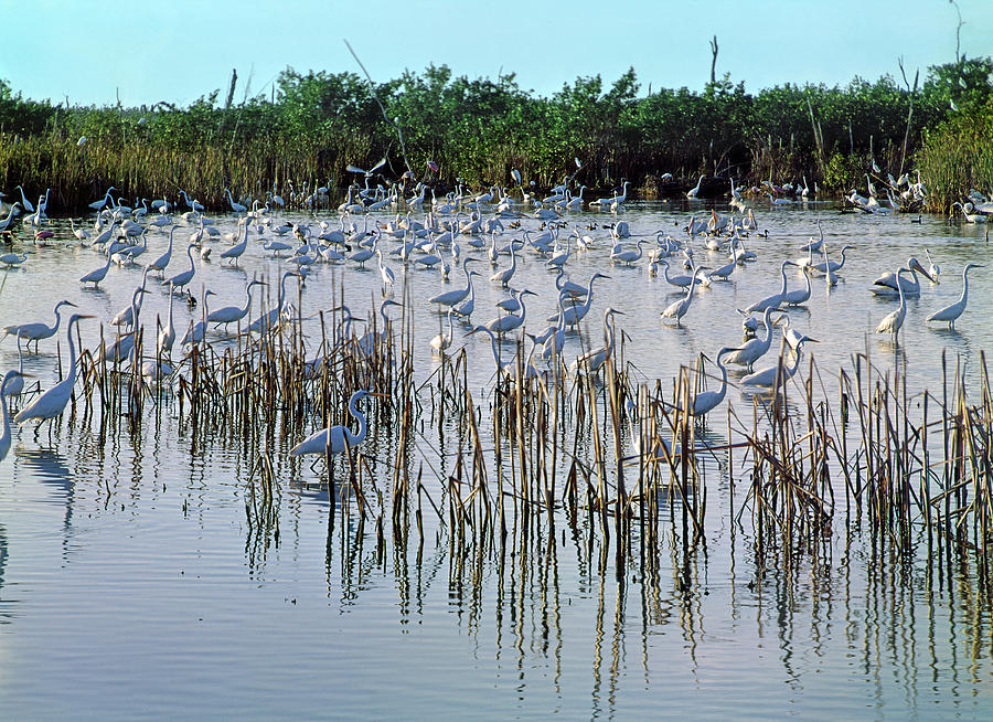 149838-Egrets Feeding, Everglades Nat Park  Photograph by Ed  Cooper Photography