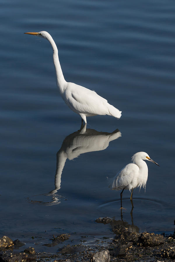 Nature Photograph - Egrets Fishing by Kathleen Bishop