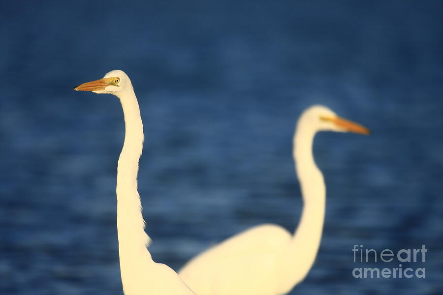 Great Egret Impressions #1 Photograph by John F Tsumas