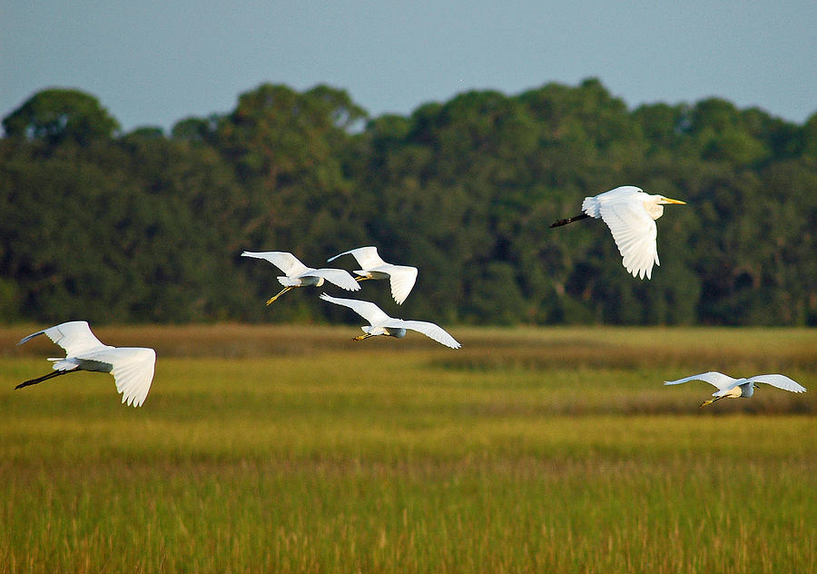 Egrets in Flight on Jekyll Island Photograph by Bruce Gourley