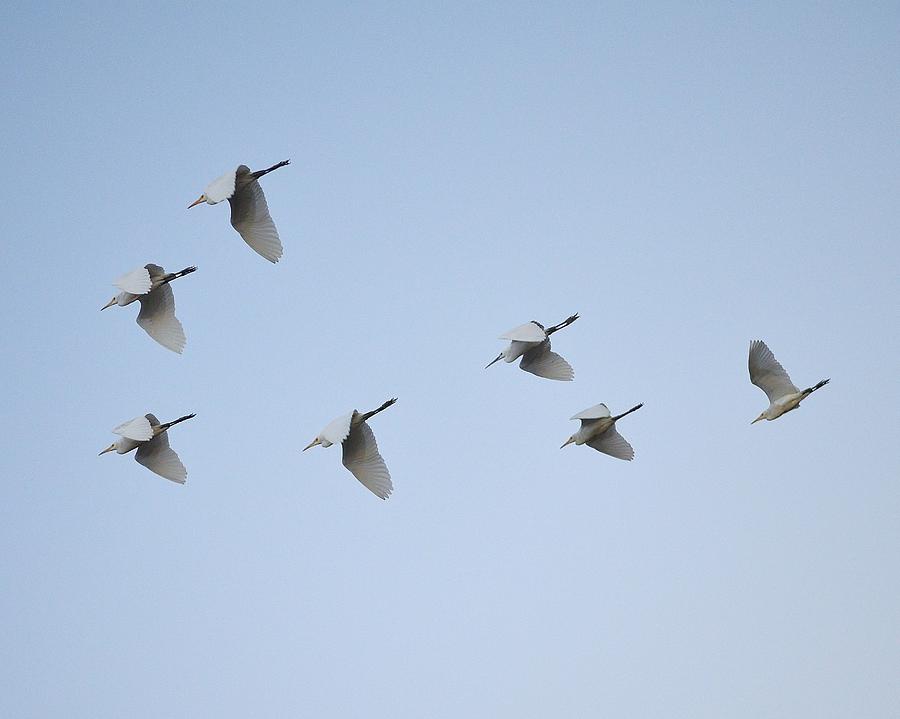 Egrets in Formation Photograph by Kim Bemis