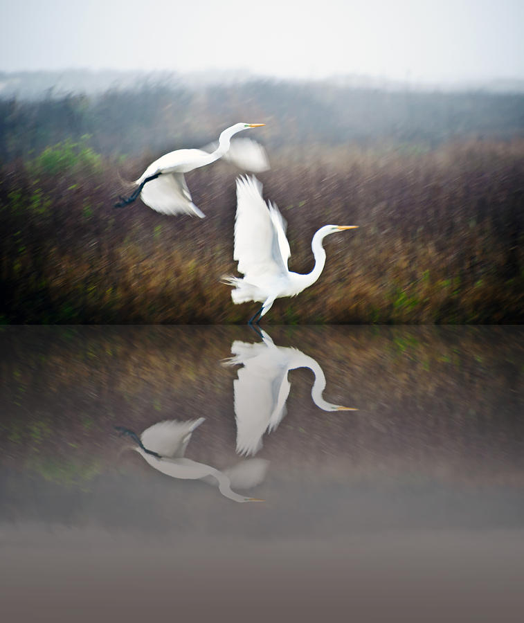 Bird Photograph - Egrets in the Fog by John Collins