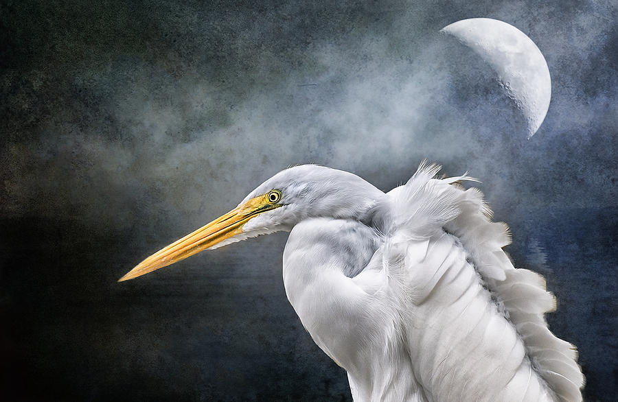 Egrets Moon Photograph
