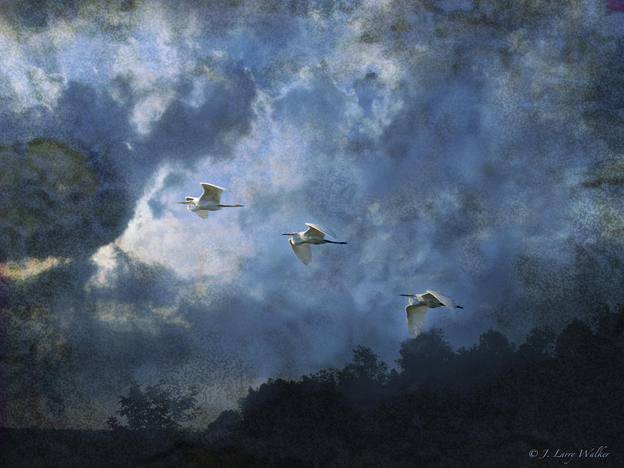 Wildlife Digital Art - Egrets Morning Fly by J Larry Walker