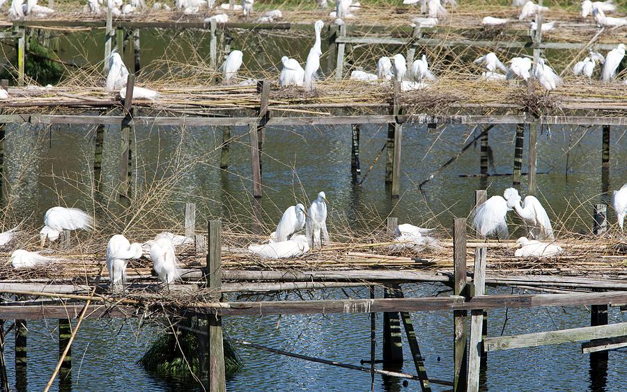Egrets Nesting Photograph by Jim West