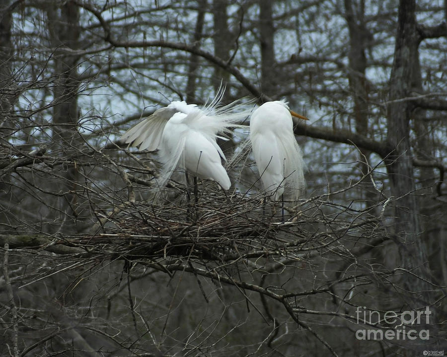 Egrets on Nest Louisiana Photograph by Lizi Beard-Ward