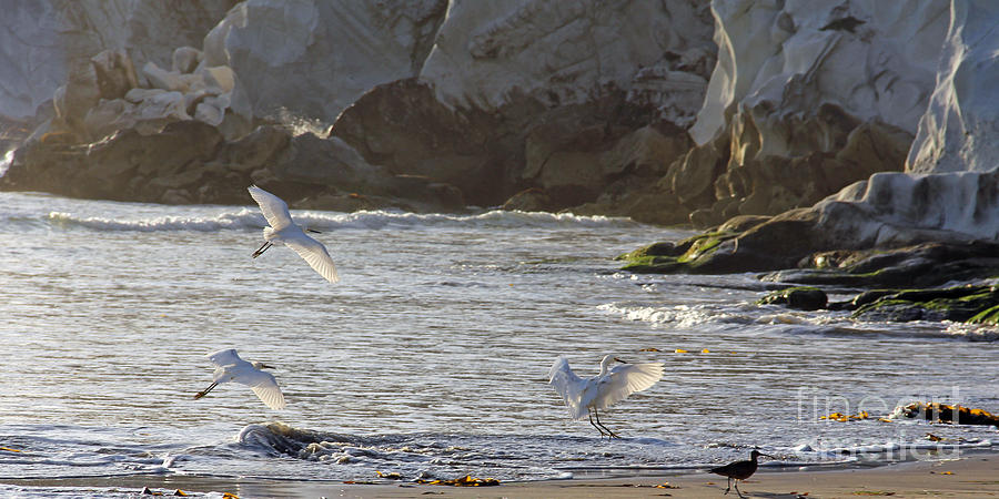 Egrets on Pismo Beach Photograph by Jack Schultz