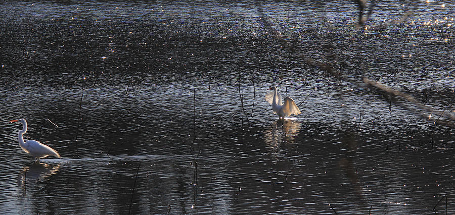 Egrets On the Lake Digital Art by Sharon Batdorf