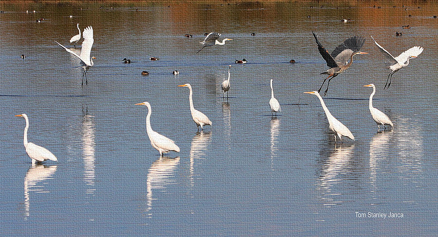 Egrets Out Fishing Photograph by Tom Janca