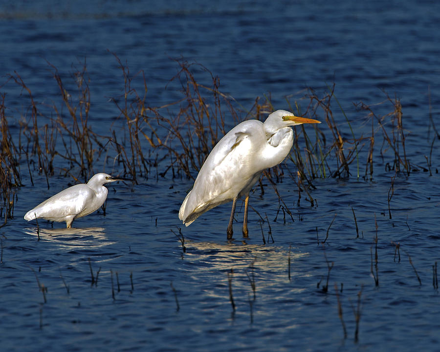 Egrets  Photograph by Paul Scoullar