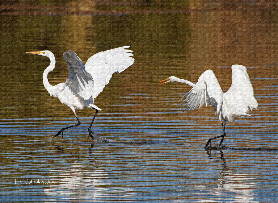 Egrets Playing Chase Photograph by Tom Janca