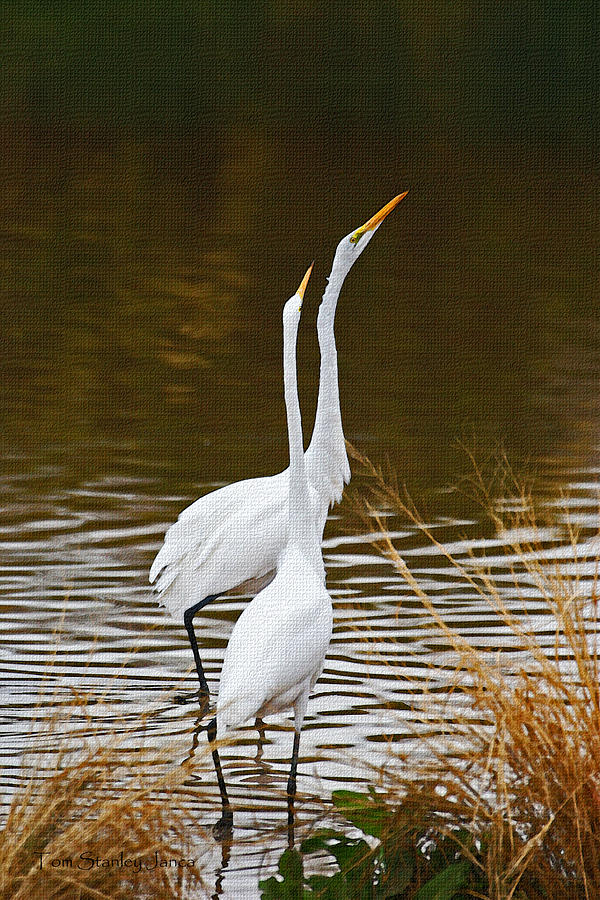 Egrets Posturing For Love Photograph by Tom Janca