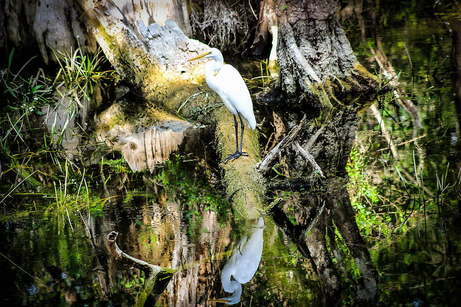 Egrets Reflection Photograph by George Kenhan